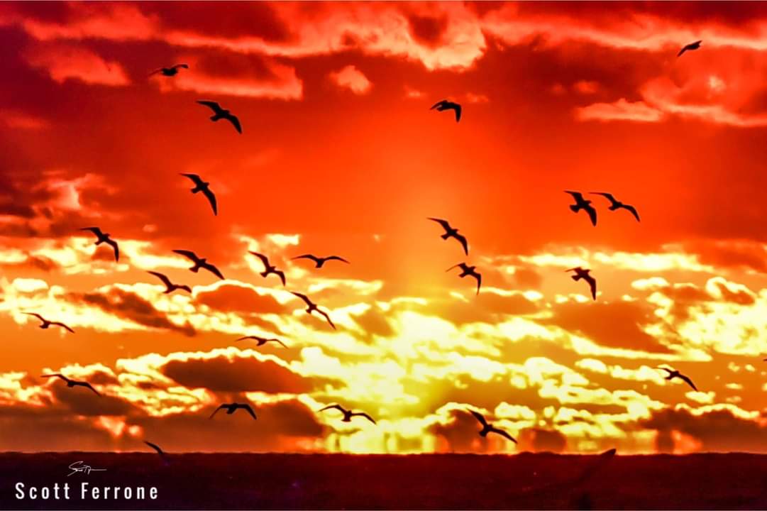 Scott Ferrone's Sunset Photo with Seagulls