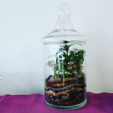 Terrarium