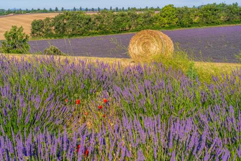  Provence in Bloom - A journey through spring