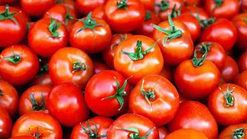tomatoes