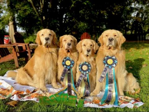 four happy, fluffy golden retrievers 