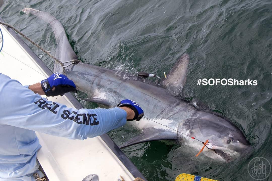 hand grabbing shark off side of boat