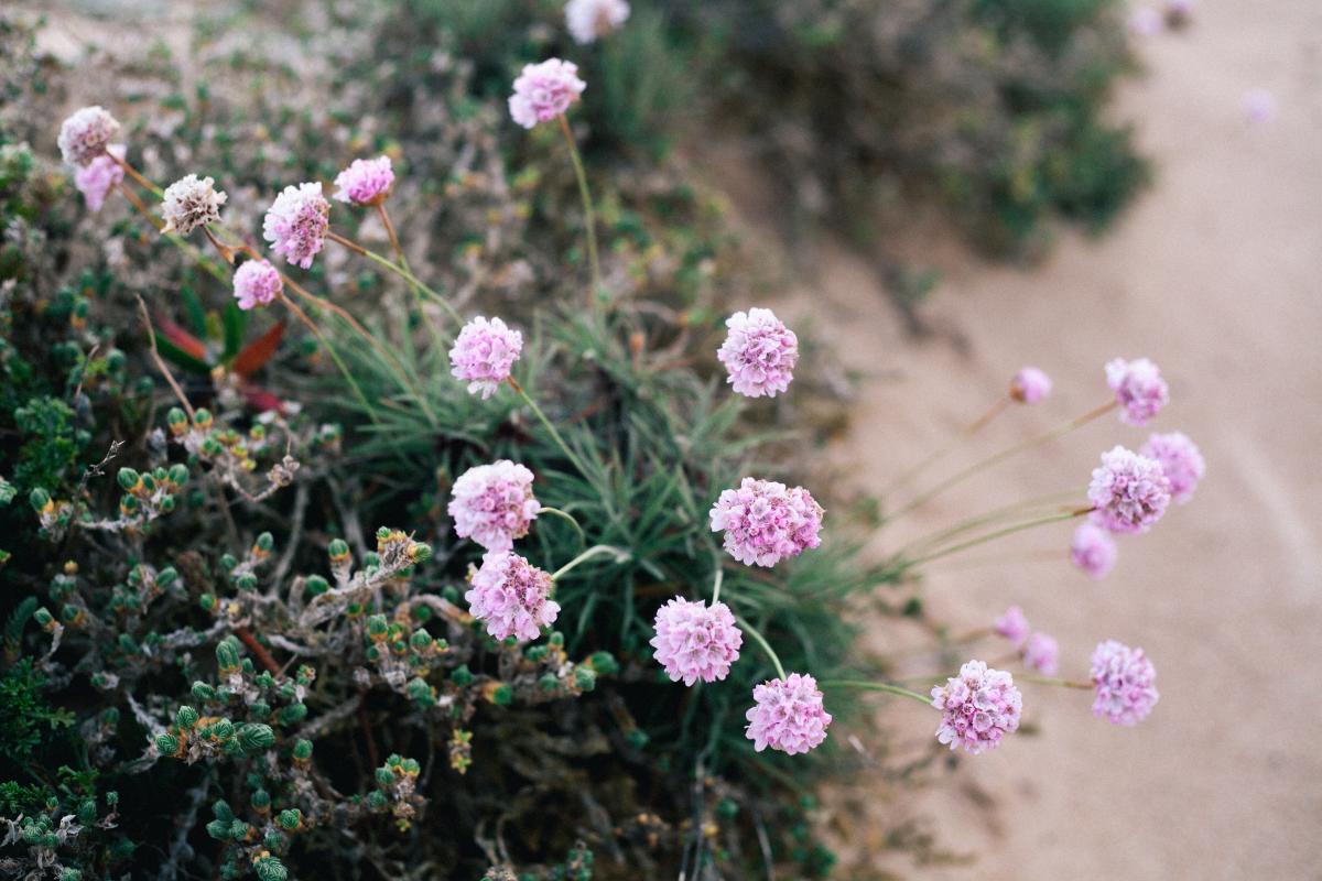 flowers near beach