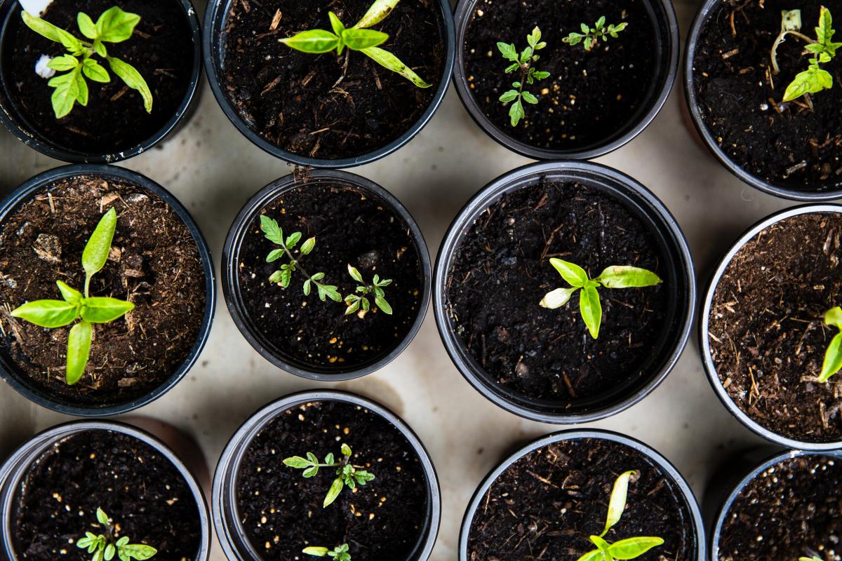 container gardening